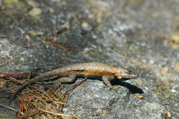 Eastern Fence Lizard (Sceloporus undulatus)