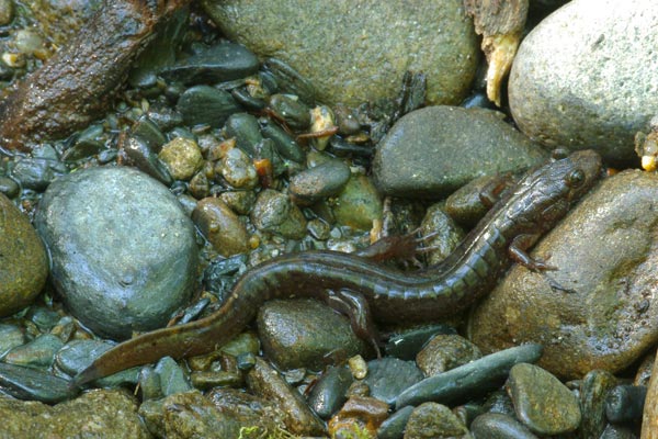 Seal Salamander (Desmognathus monticola)