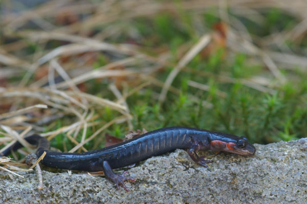 Red-cheeked Salamander (Plethodon jordani)