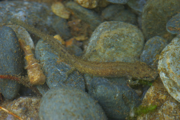 Shovel-nosed Salamander (Desmognathus marmoratus)