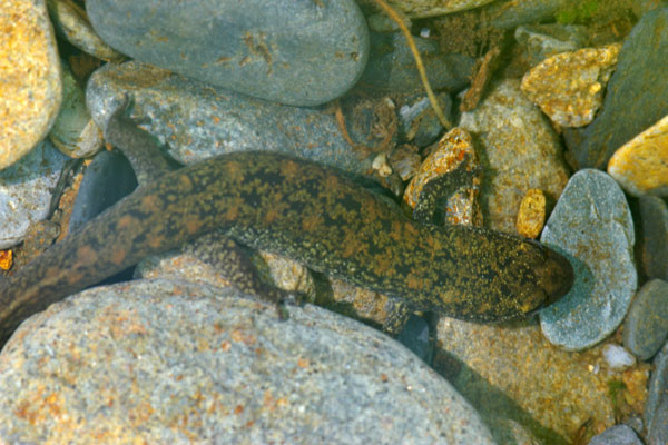 Shovel-nosed Salamander (Desmognathus marmoratus)