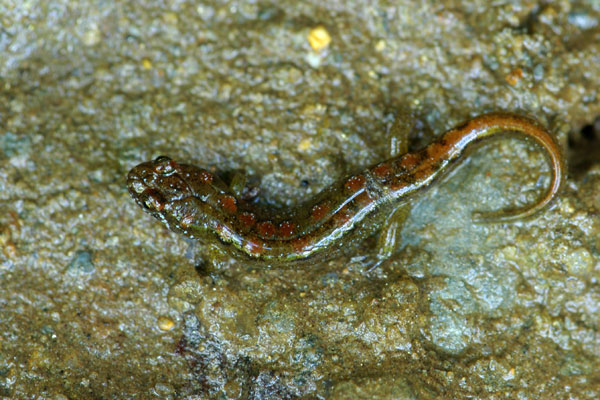 Spotted Dusky Salamander (Desmognathus conanti)