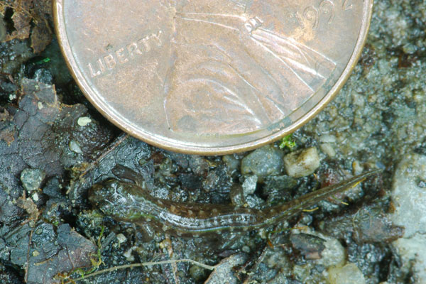 Pygmy Salamander (Desmognathus wrighti)