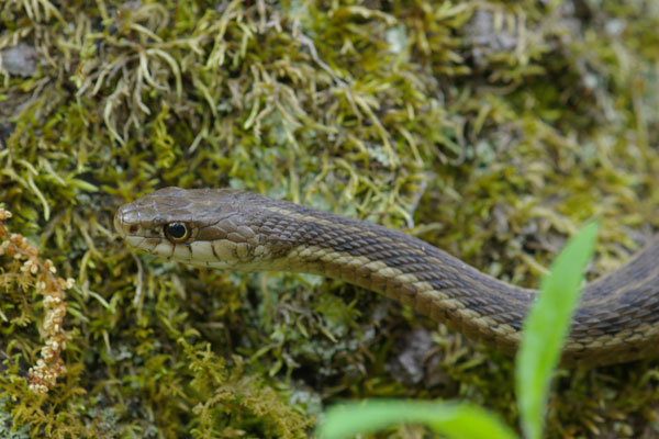 Eastern Gartersnake (Thamnophis sirtalis sirtalis)