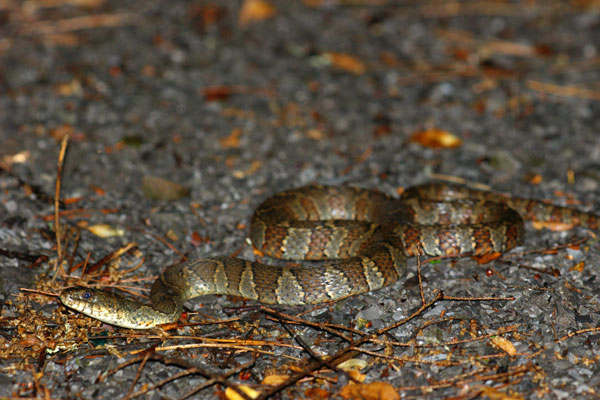 Common Watersnake (Nerodia sipedon sipedon)