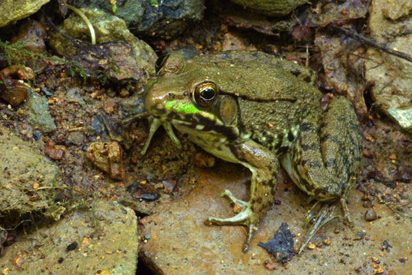 Green Frog (Lithobates clamitans)