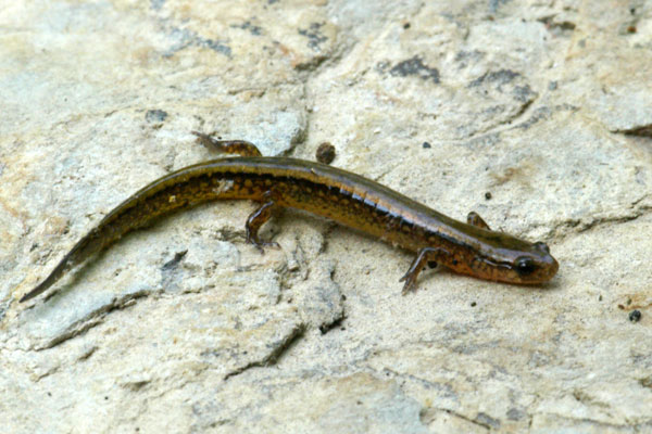 Southern Two-lined Salamander (Eurycea cirrigera)