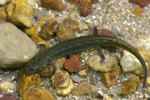 Southern Two-lined Salamander (Eurycea cirrigera)