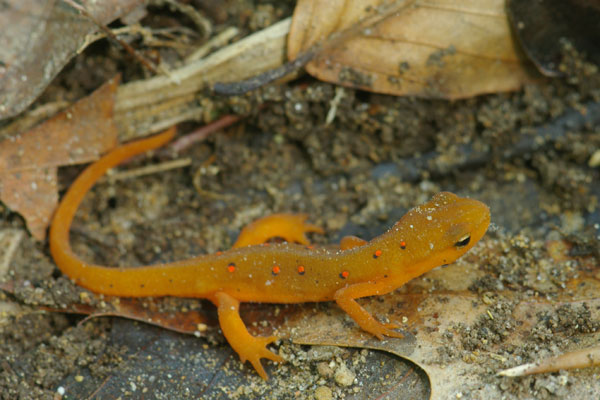 Central Newt (Notophthalmus viridescens louisianensis)