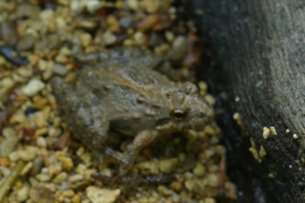 Northern Cricket Frog (Acris crepitans)