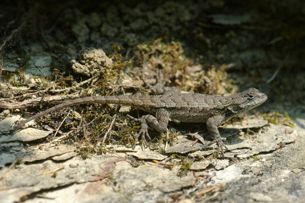 Eastern Fence Lizard (Sceloporus undulatus)