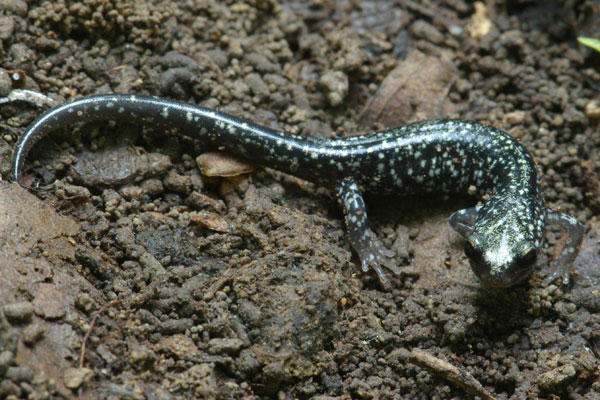 Mississippi Slimy Salamander (Plethodon mississippi)