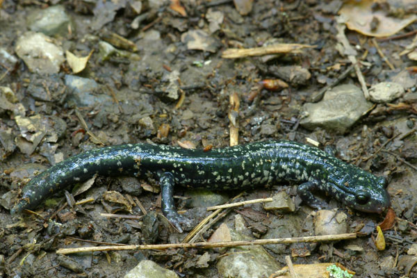 Mississippi Slimy Salamander (Plethodon mississippi)