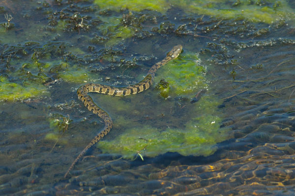 Northern Diamond-backed Watersnake (Nerodia rhombifer rhombifer)