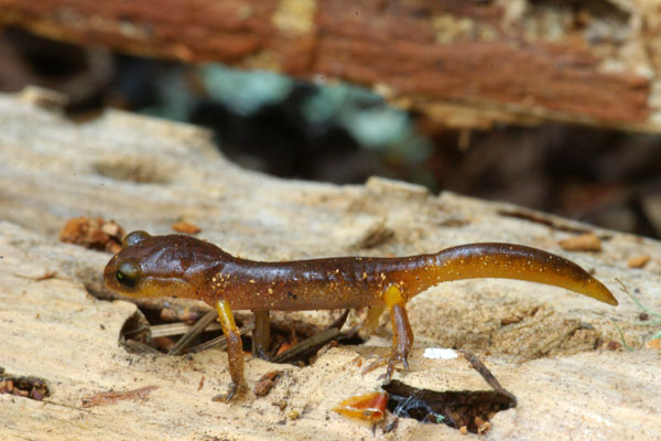 Yellow-eyed Ensatina (Ensatina eschscholtzii xanthoptica)