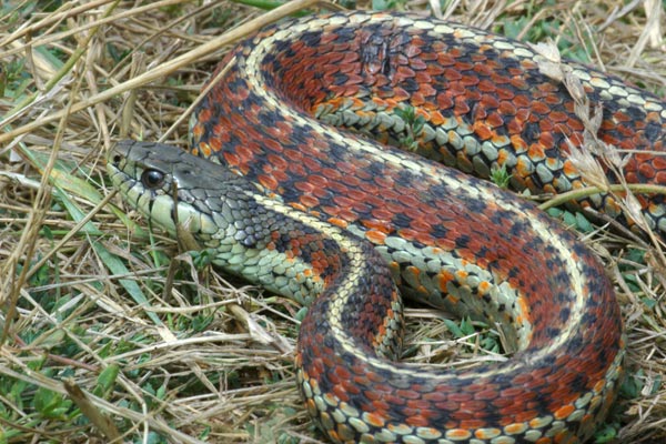 Coast Gartersnake (Thamnophis elegans terrestris)