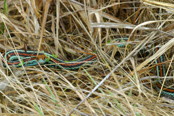 San Francisco Gartersnake (Thamnophis sirtalis tetrataenia)