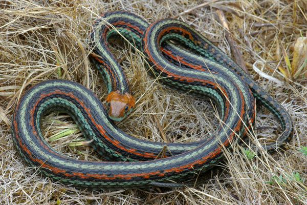 San Francisco Gartersnake (Thamnophis sirtalis tetrataenia)