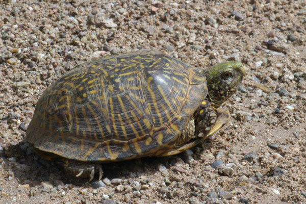 Desert Box Turtle (Terrapene ornata luteola)