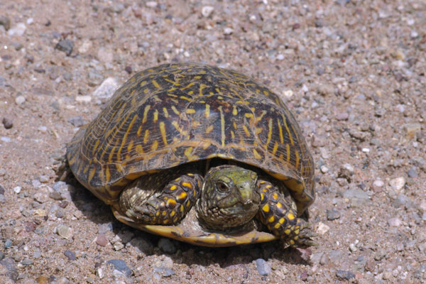 Desert Box Turtle (Terrapene ornata luteola)