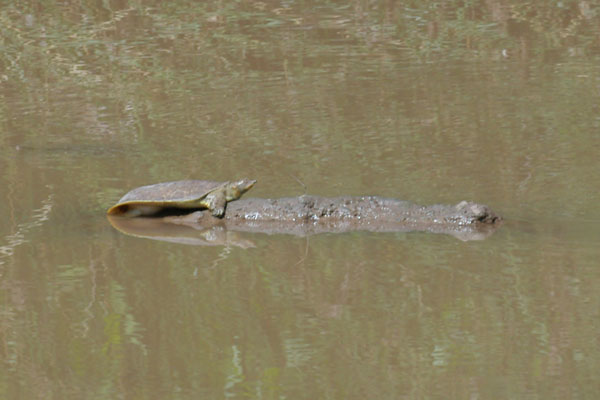 Texas Spiny Softshell (Apalone spinifera emoryi)