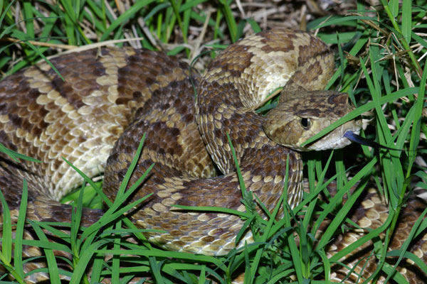 Northern Mohave Rattlesnake (Crotalus scutulatus scutulatus)