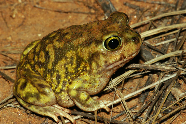 Couch’s Spadefoot (Scaphiopus couchii)