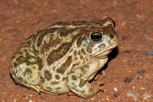 Great Plains Toad (Anaxyrus cognatus)