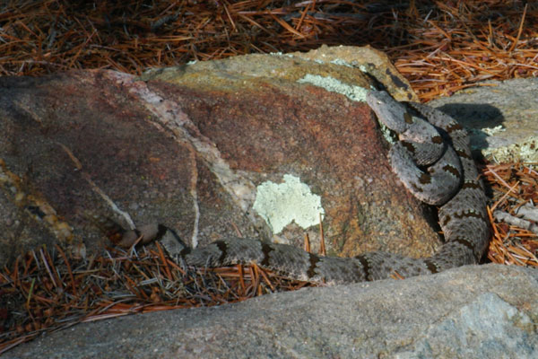 Banded Rock Rattlesnake (Crotalus lepidus klauberi)