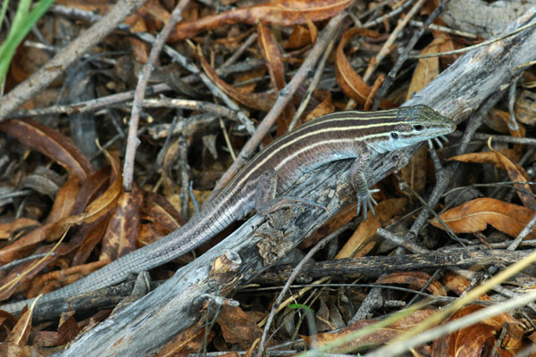 Desert Grassland Whiptail (Aspidoscelis uniparens)