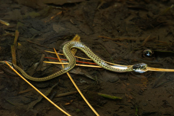 Wandering Gartersnake (Thamnophis elegans vagrans)