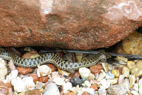 Wandering Gartersnake (Thamnophis elegans vagrans)