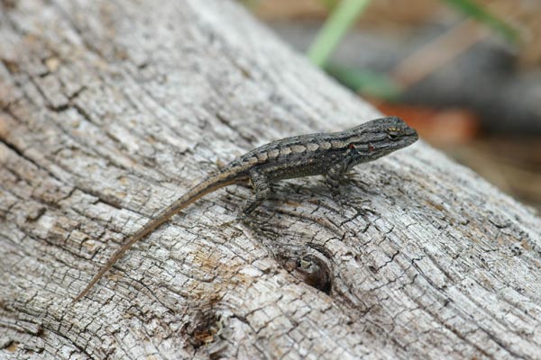 Plateau Lizard (Sceloporus tristichus)