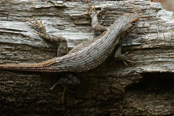 Plateau Lizard (Sceloporus tristichus)