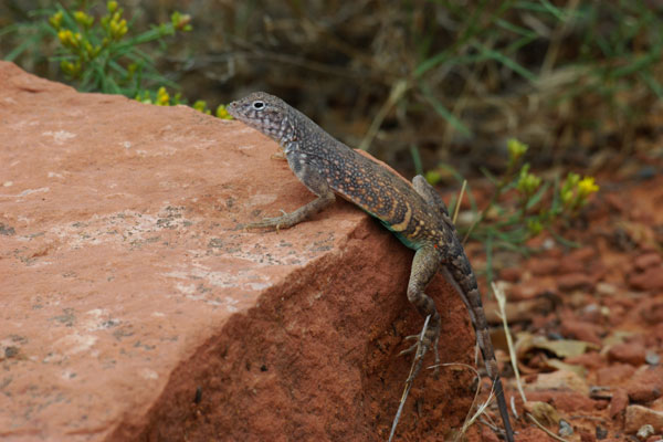 Chihuahuan Greater Earless Lizard (Cophosaurus texanus scitulus)