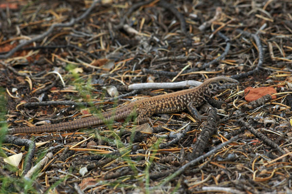 Plateau Tiger Whiptail (Aspidoscelis tigris septentrionalis)