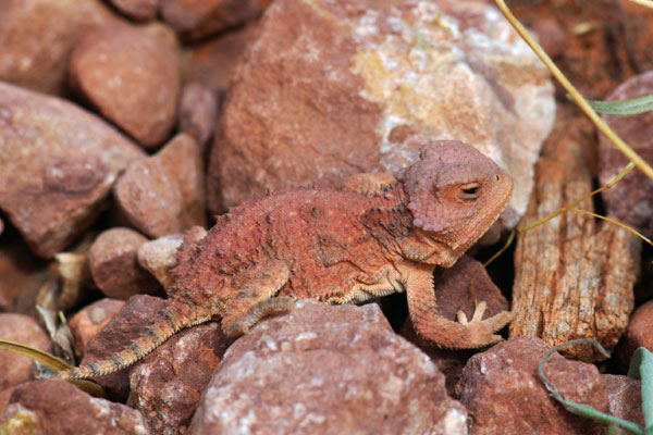 Hernandez’s Short-horned Lizard (Phrynosoma hernandesi hernandesi)