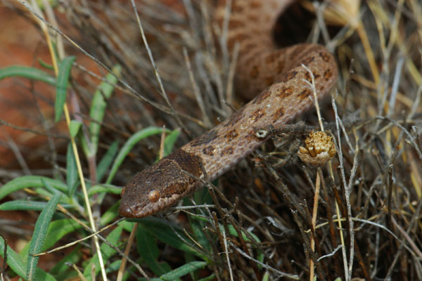 Sonoran Nightsnake (Hypsiglena chlorophaea chlorophaea)