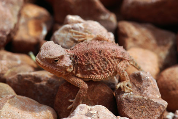 Hernandez’s Short-horned Lizard (Phrynosoma hernandesi hernandesi)