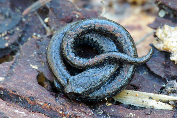 Black-bellied Slender Salamander (Batrachoseps nigriventris)