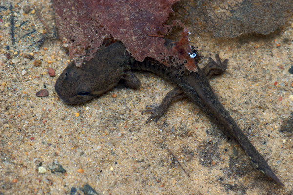 California Giant Salamander (Dicamptodon ensatus)