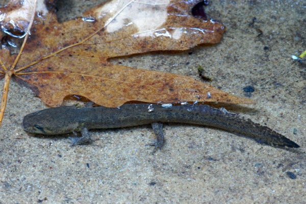 California Giant Salamander (Dicamptodon ensatus)