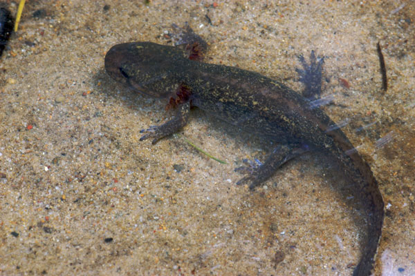 California Giant Salamander (Dicamptodon ensatus)