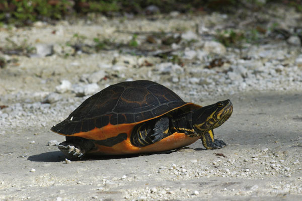 Florida Chicken Turtle (Deirochelys reticularia chrysea)