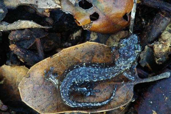 Arboreal Salamander (Aneides lugubris)