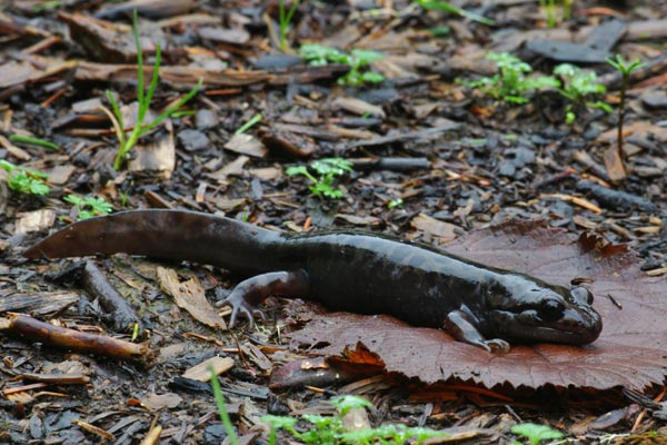 Coastal Giant Salamander (Dicamptodon tenebrosus)