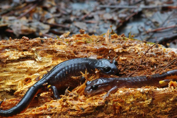 Oregon Ensatina (Ensatina eschscholtzii oregonensis)