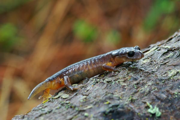 Oregon Ensatina (Ensatina eschscholtzii oregonensis)