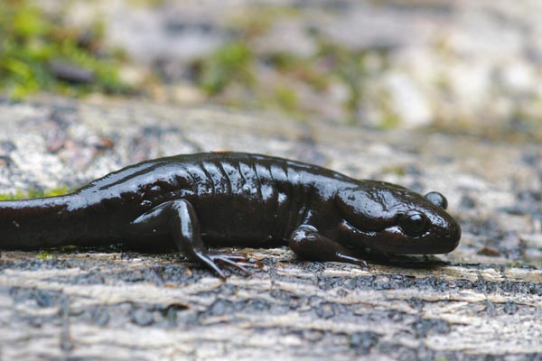 Northwestern Salamander (Ambystoma gracile)