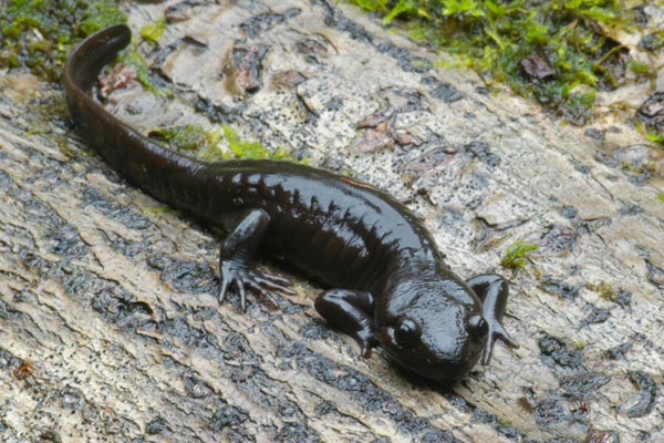 Northwestern Salamander (Ambystoma gracile)